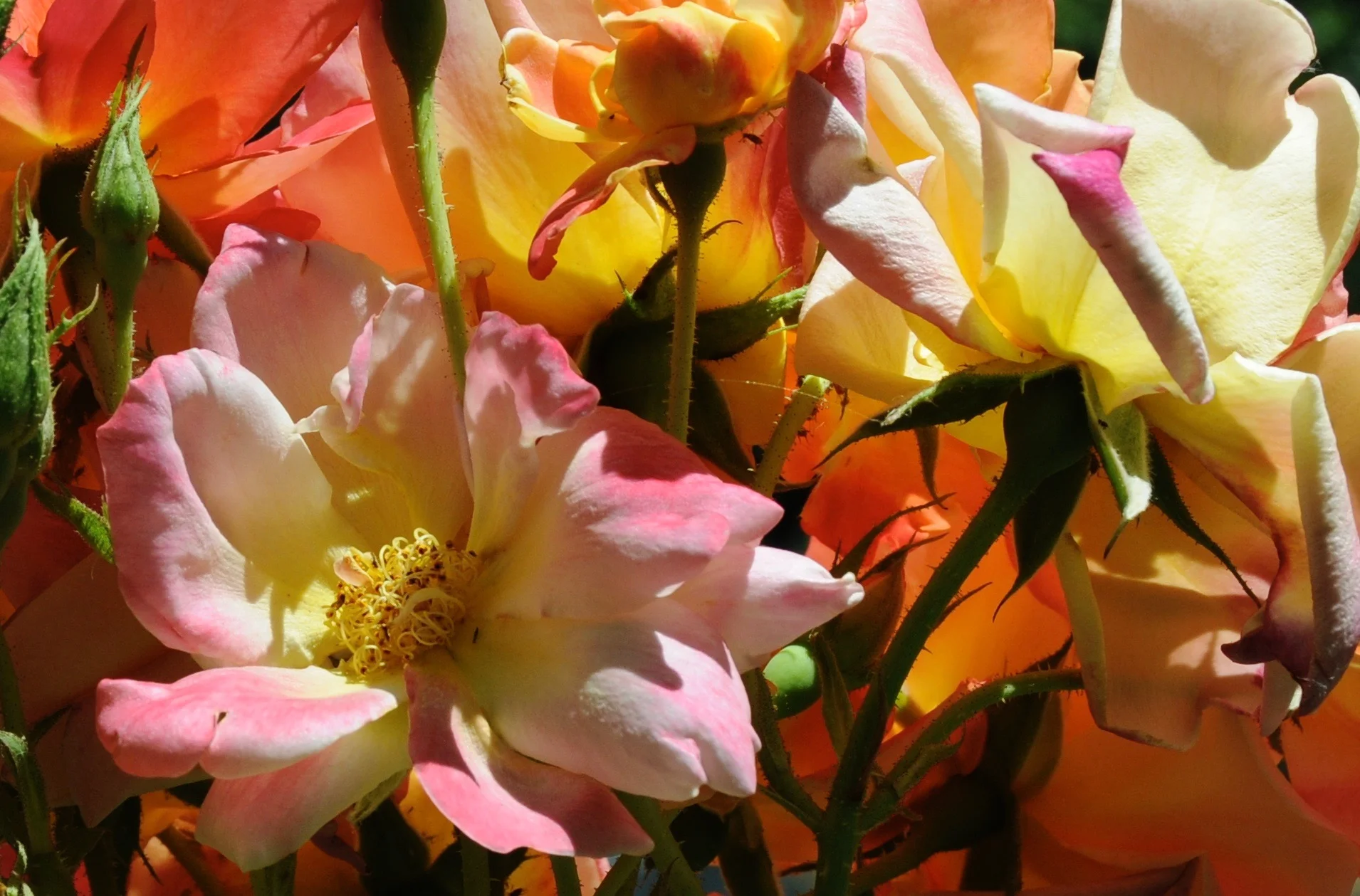New Watercolor Classes