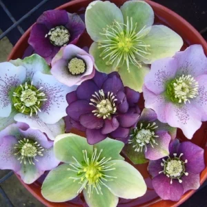 Hellebore