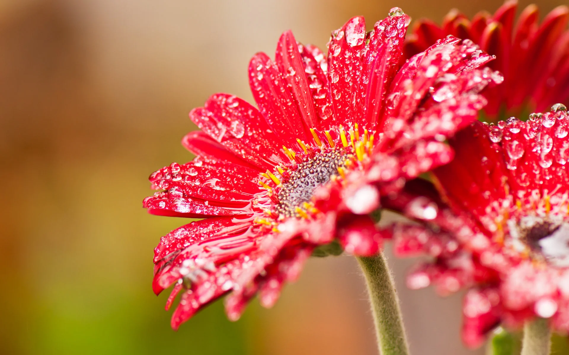 red_flower_macro_dew-wide.jpg