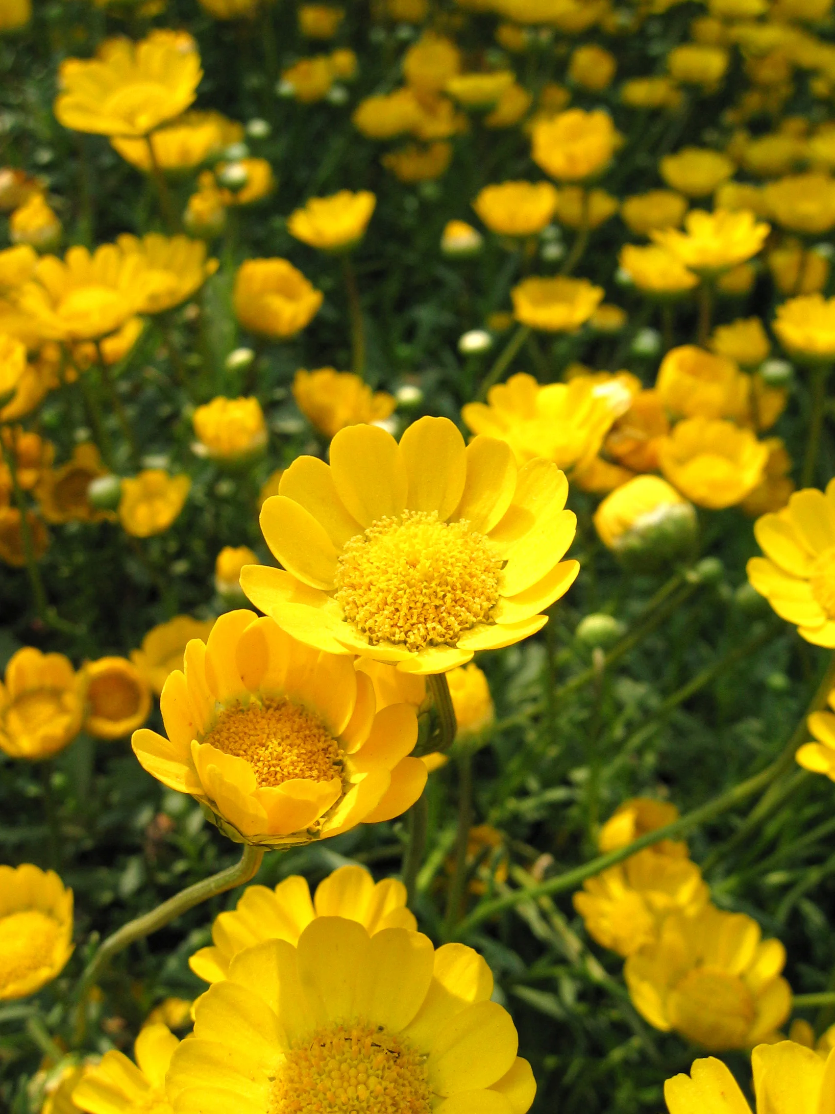 yellow flowers.jpg