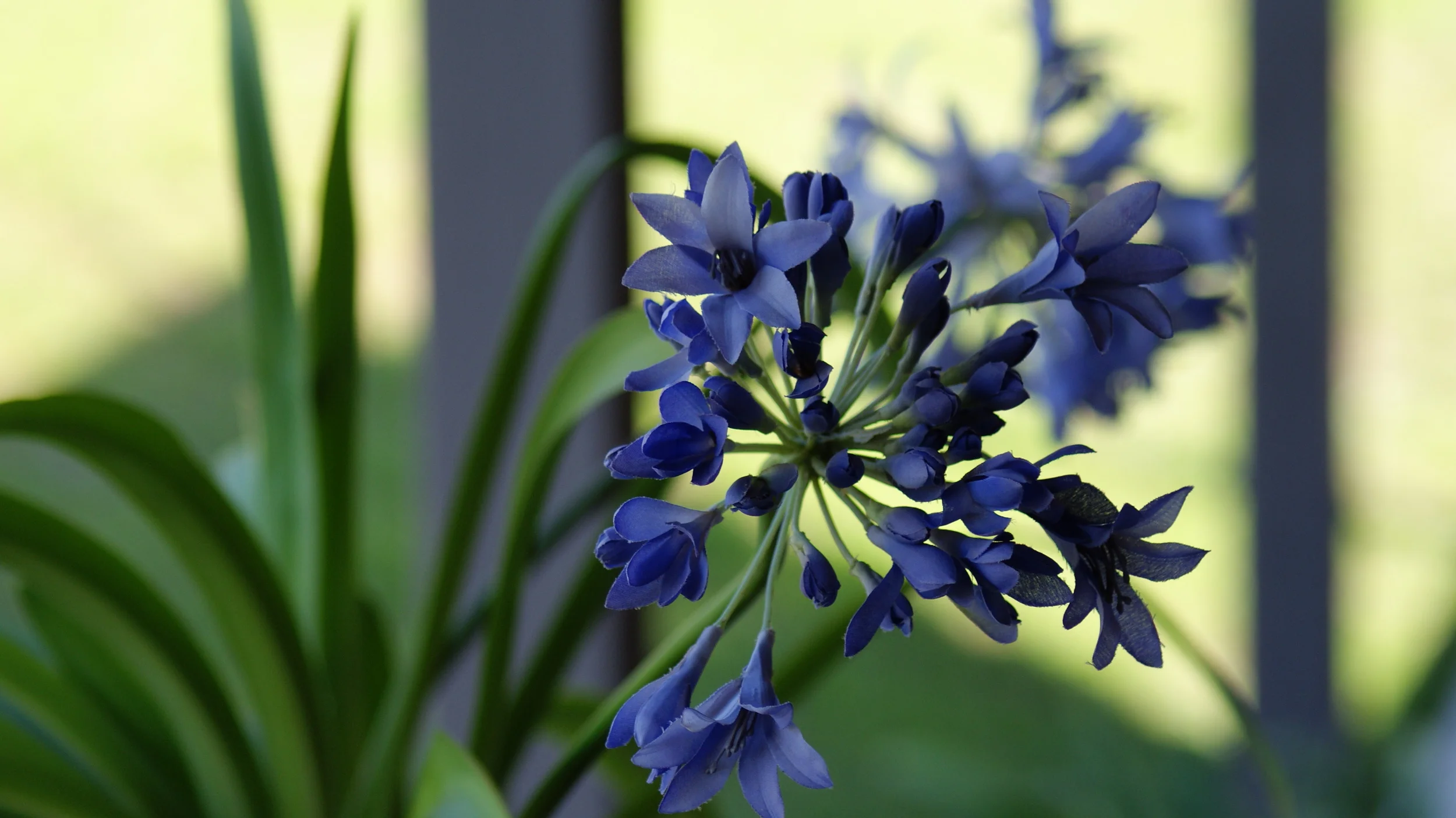 Agapanthas