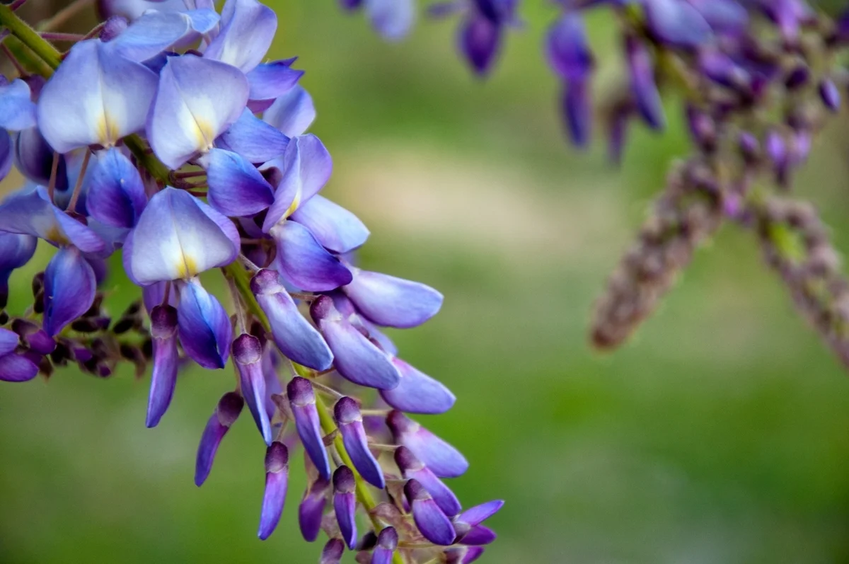 wisteria.jpg