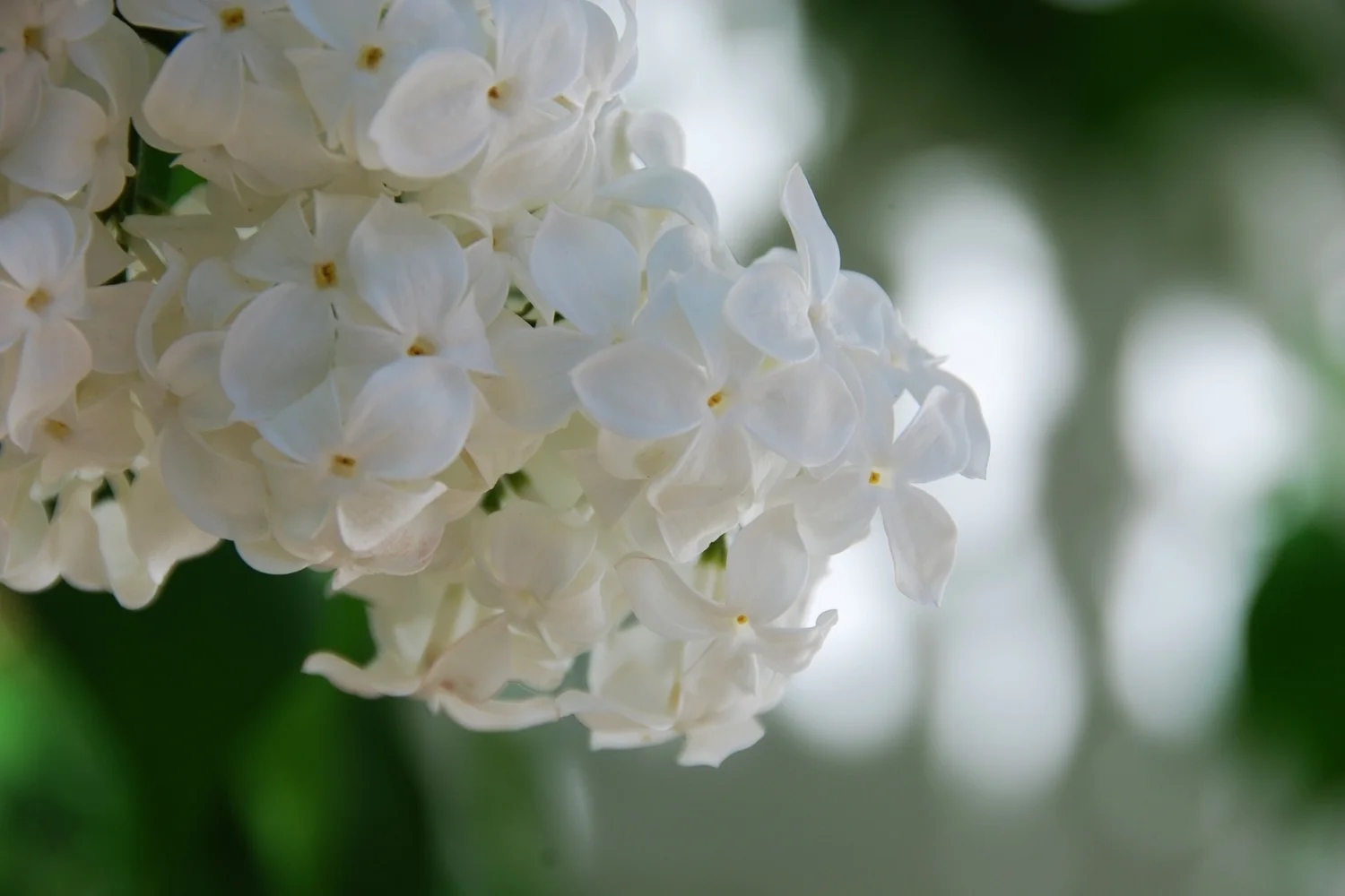 white-hydrangea1.jpg