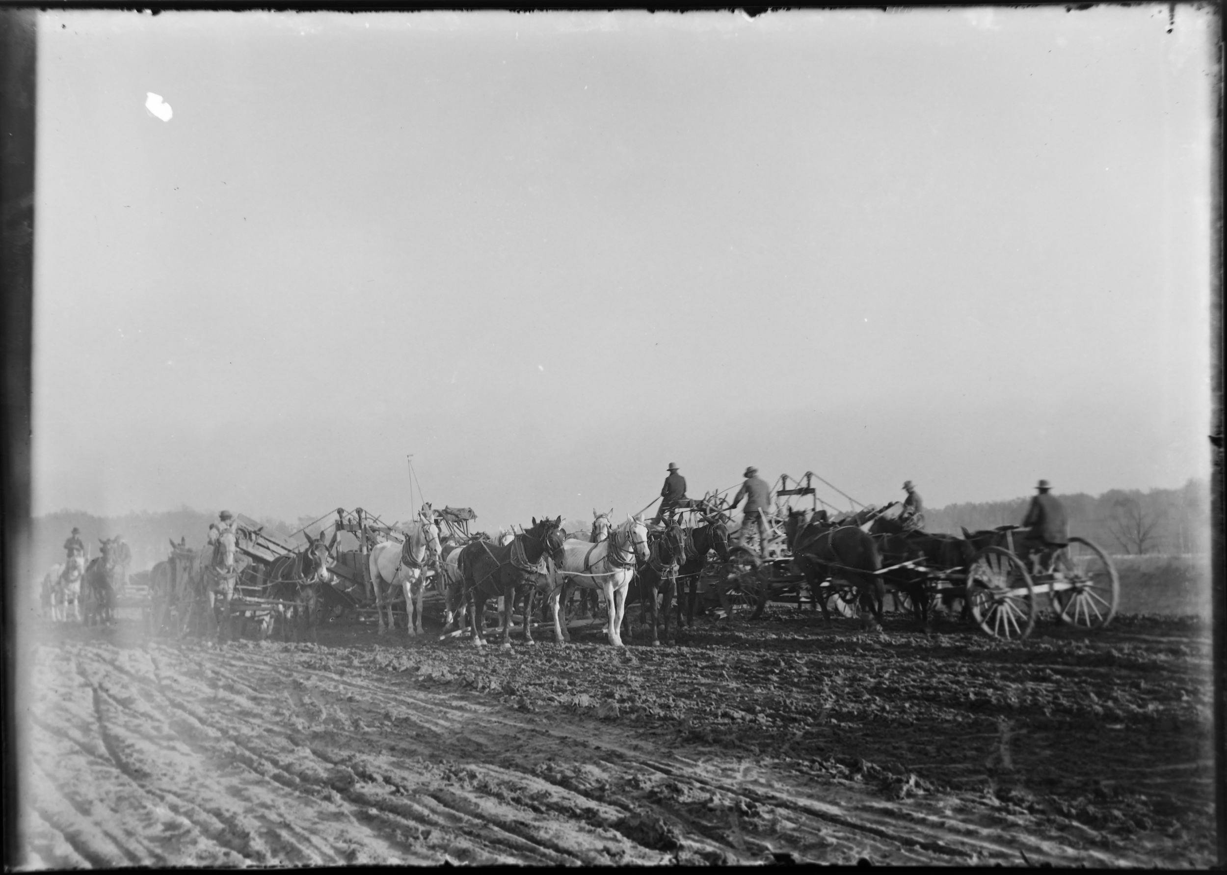 A team of horses grade the land for the coming construction of the 1904 World’s Fair. Photo c. 1901-2.