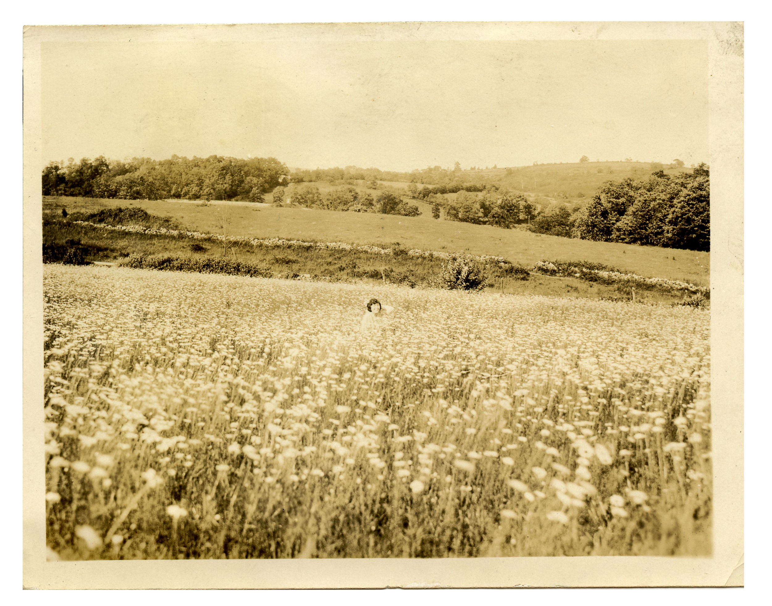  A woman immersed in a field of flowers, c. 1940.