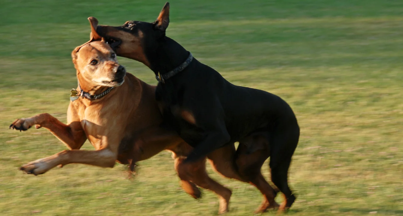 doberman-dog-bite.jpg