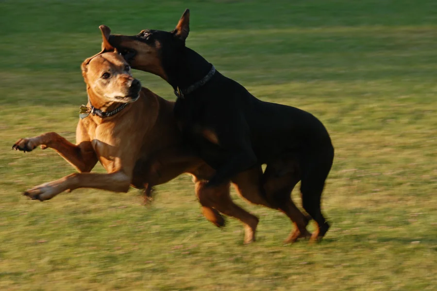 DOG BITES