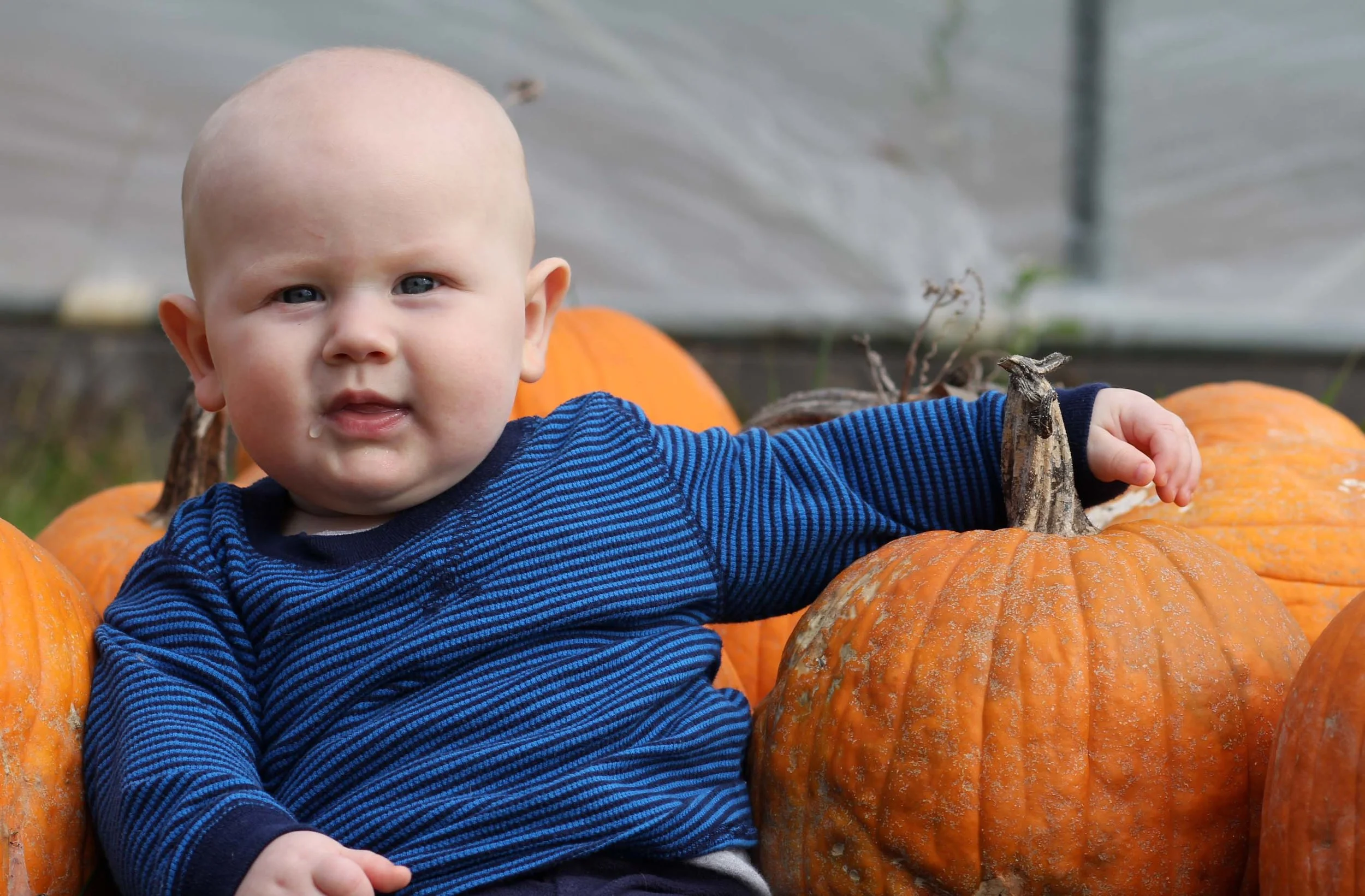 You cannot tell me you did not smile when you scrolled to this photo - pictured: Auggie my plant-powered brute acting like a bossdog with some organic punkins