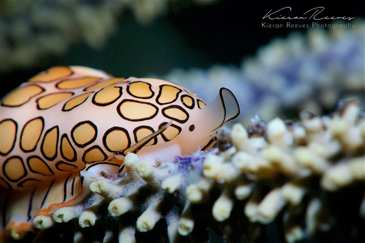 Flamingo Tongue {Photo Credit: Kieran Reeves Photography}