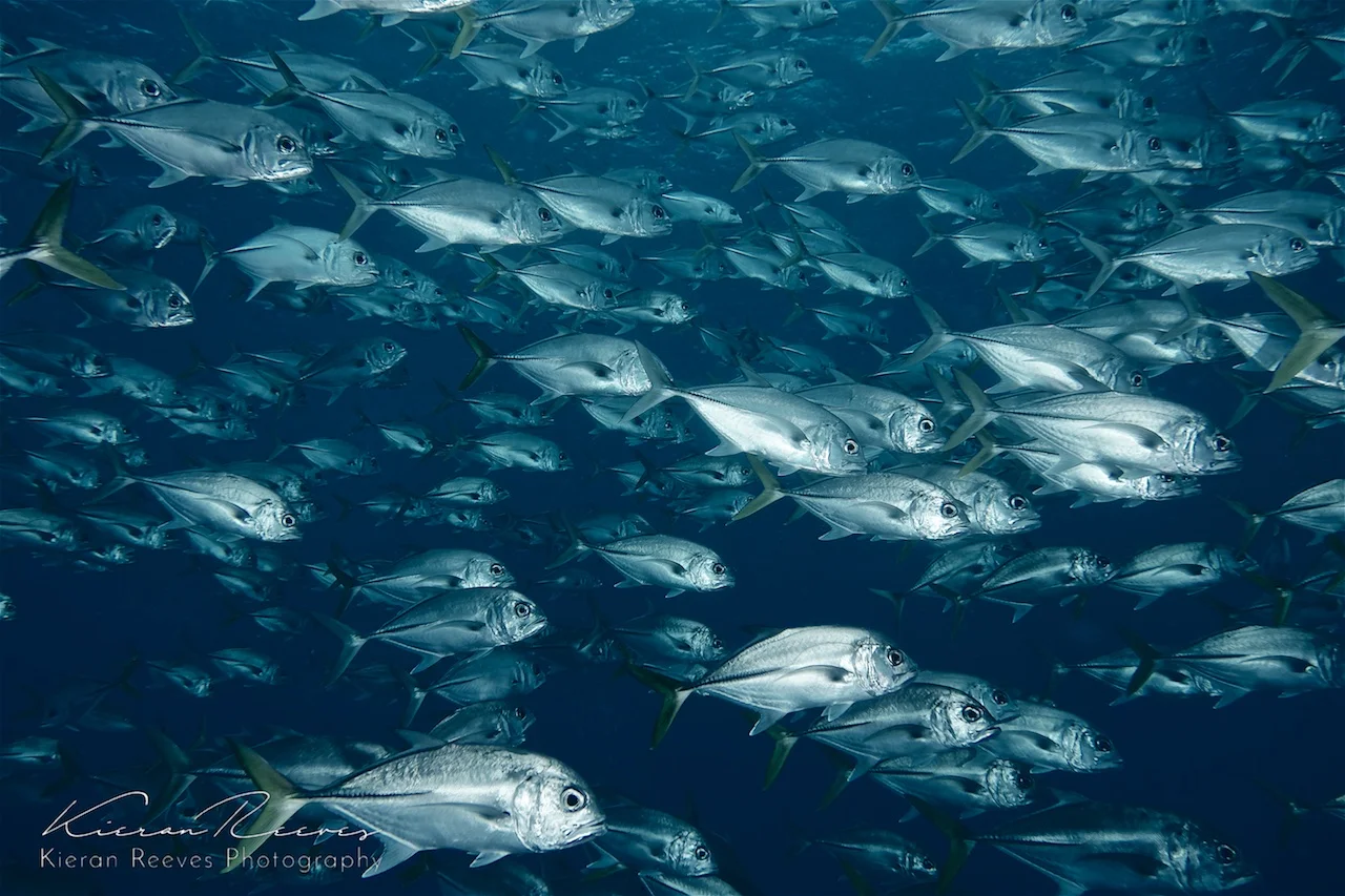 School of Horse-Eyed Jacks {Photo Credit: Kieran Reeves Photography}