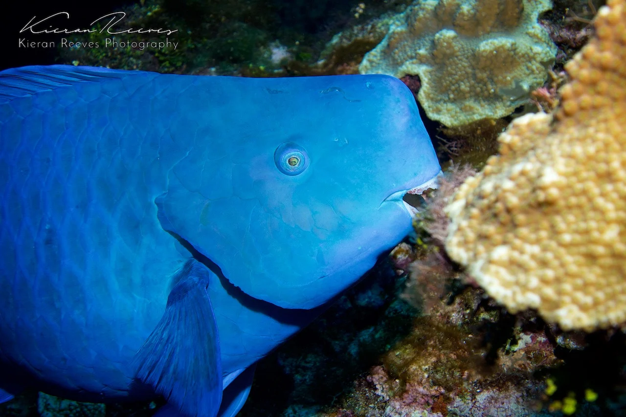 Blue Parrotfish 