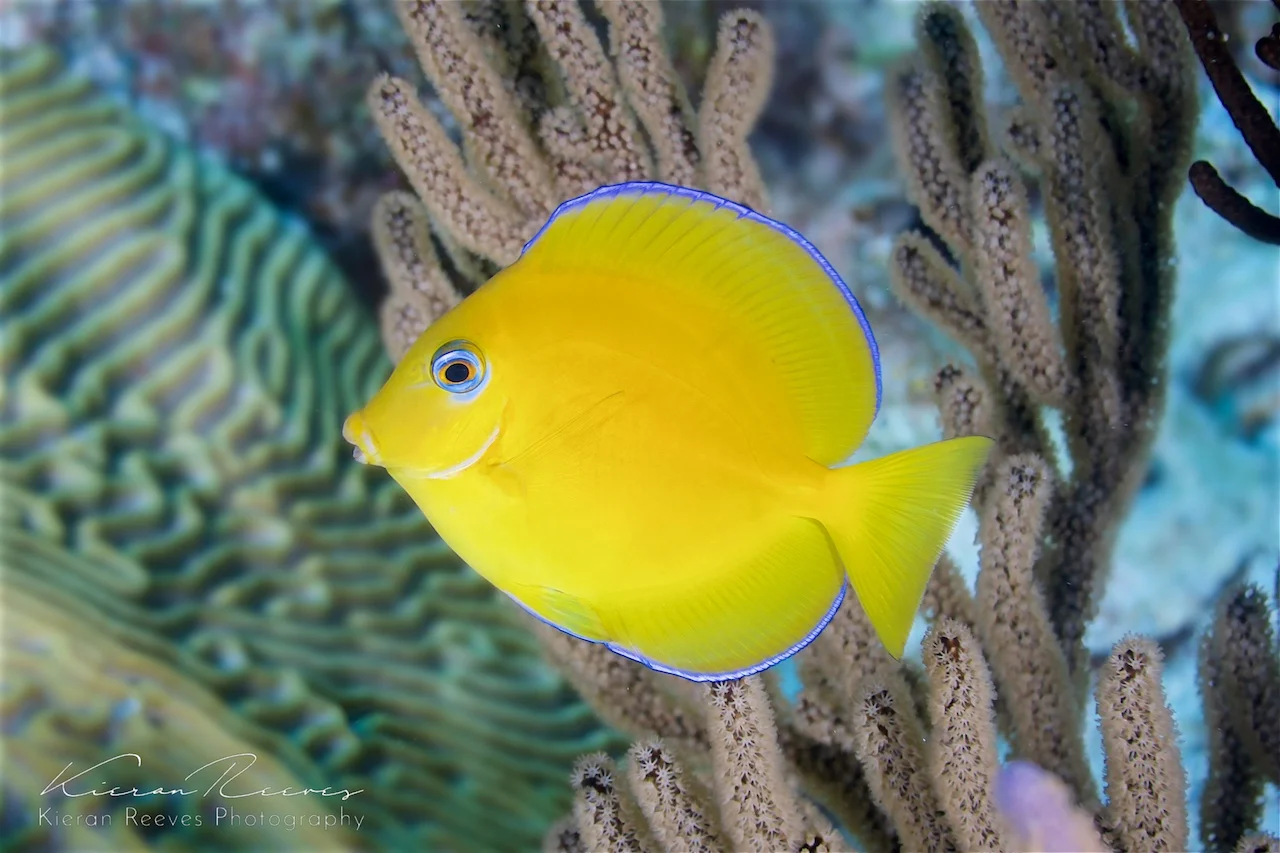 Juvenile Blue Tang