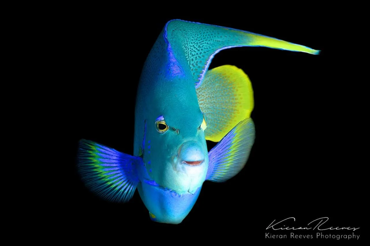 "Bermuda" Blue Angelfish