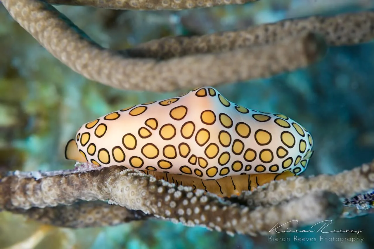 Flamingo Tongue