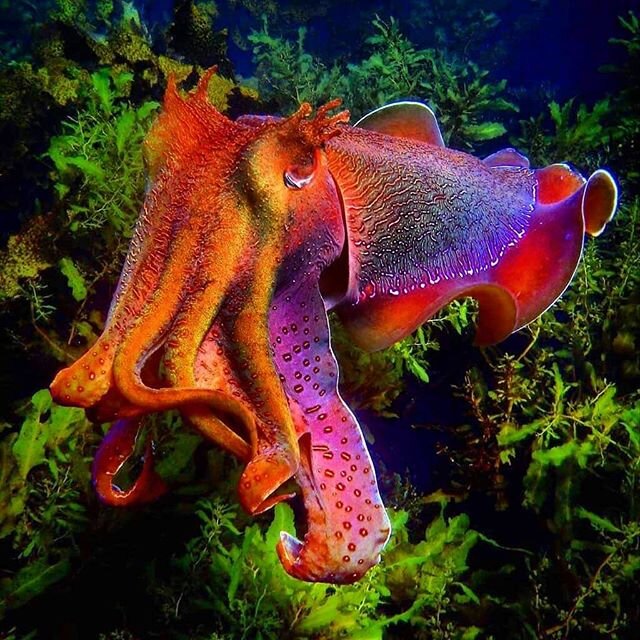 Did you know we have two Australian Instructors at Dive Bermuda? Although the season is closed help celebrate Christmas with the beautiful Australian Giant cuttlefish!

Although she&rsquo;s native to Australia, this gorgeous photo by @snorkeldownunde