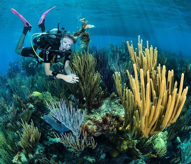 Our lead Lionfish huntress Robyn rarely puts the spear down, here we find her showing @stuart_philpott some of the pristine and healthy soft corals along with epic visibility! 🐡🐬🧜🏽&zwj;♀️
&bull;
&bull;
&bull;
&bull;
&bull;
@stuart_philpott @grott