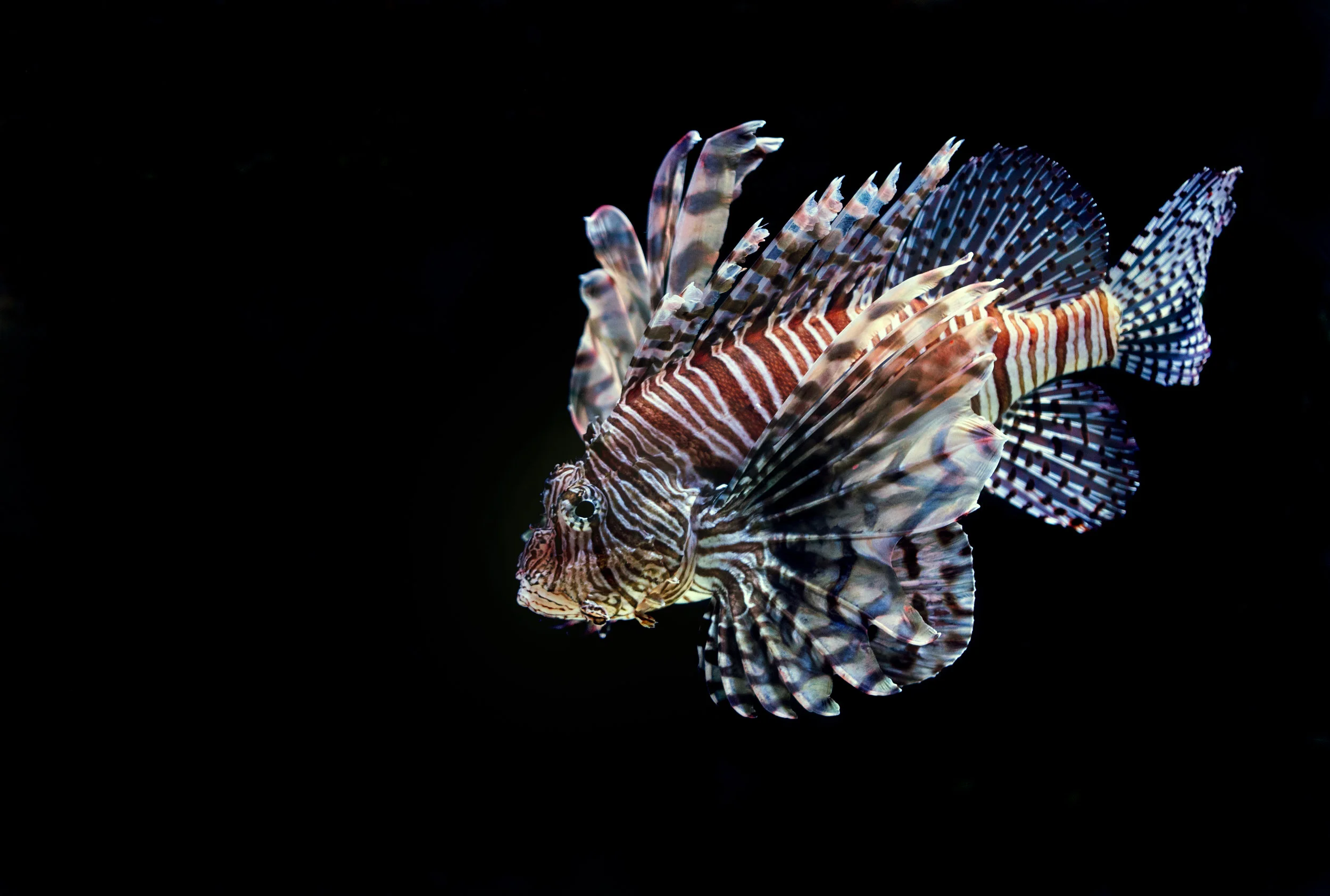 Invasive Lionfish in Bermuda — Dive Bermuda at Fairmont Southampton