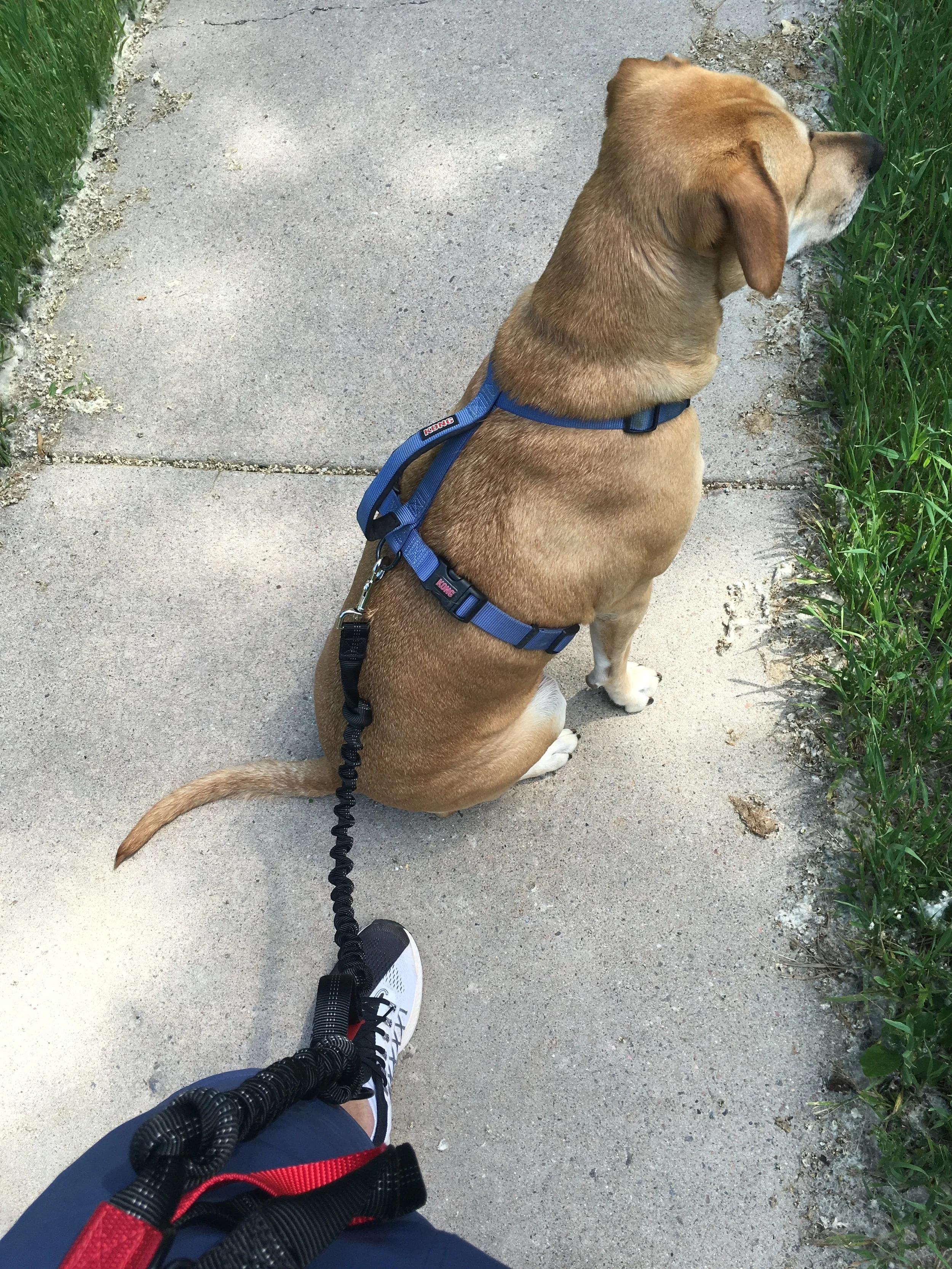 hands free leash