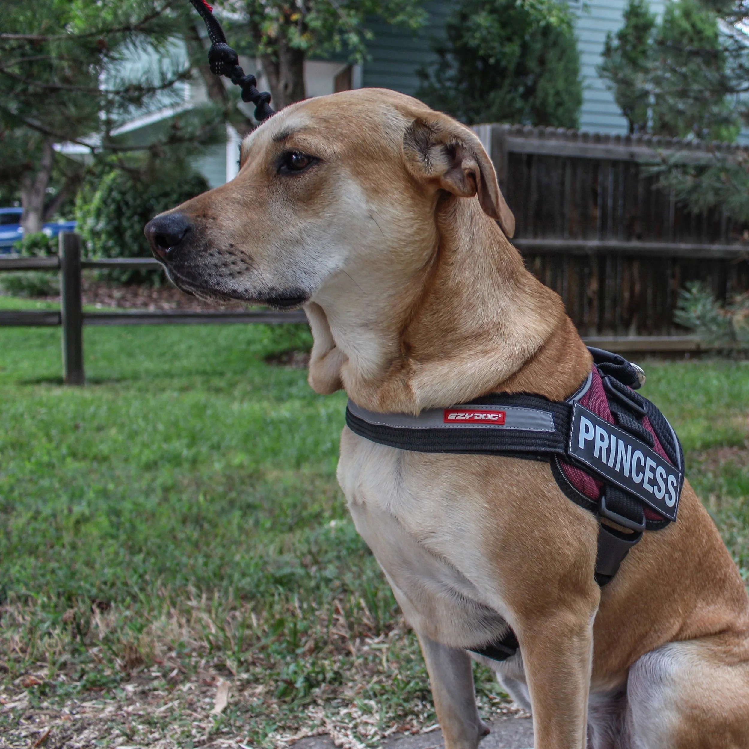 ezydog harness