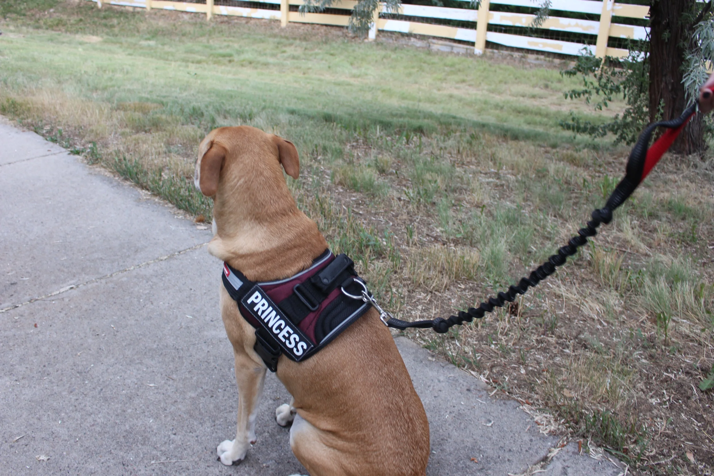ezydog convert harness size guide