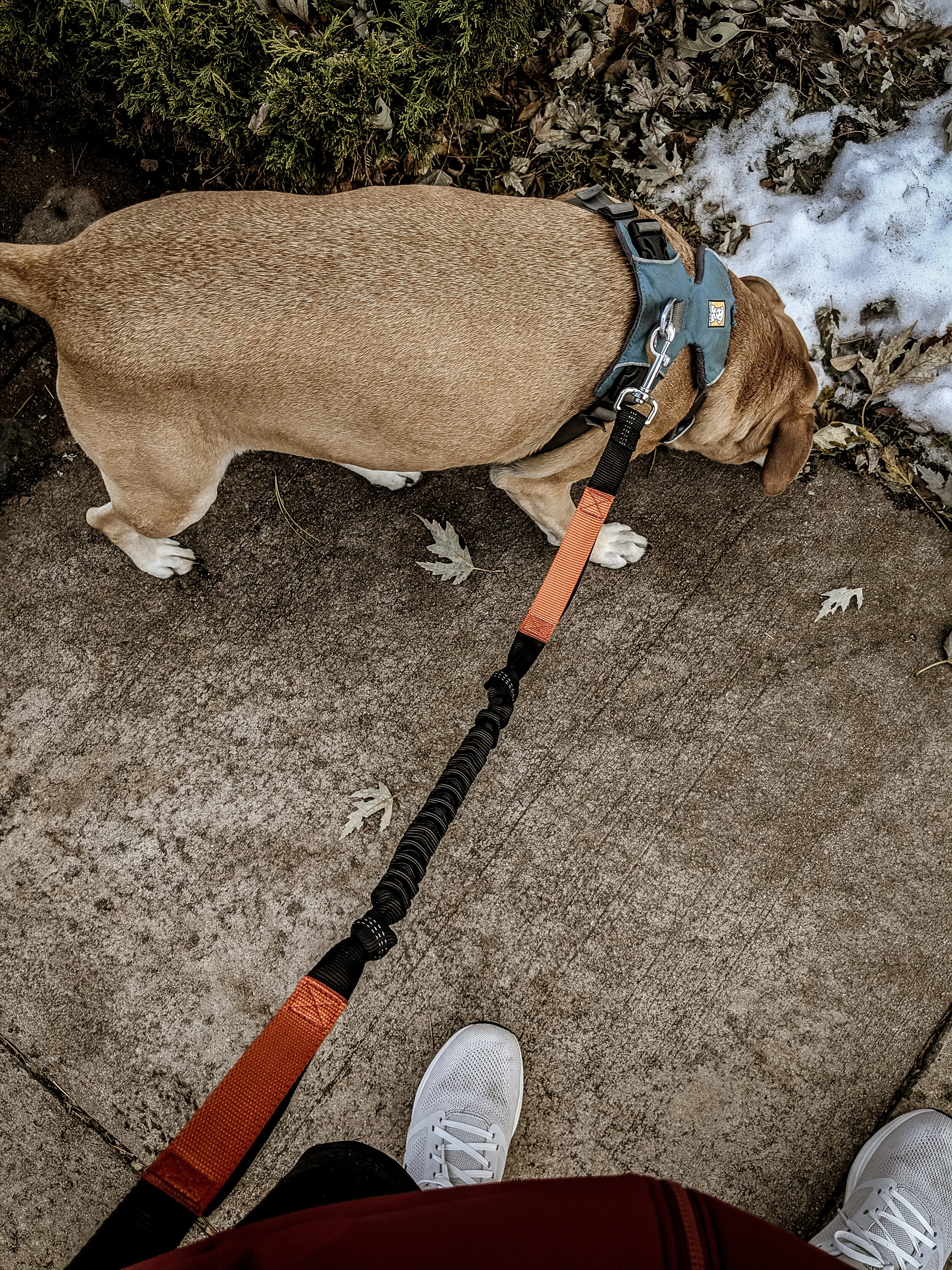 Iron Doggy SideKick Hands-Free Dog Leash Review