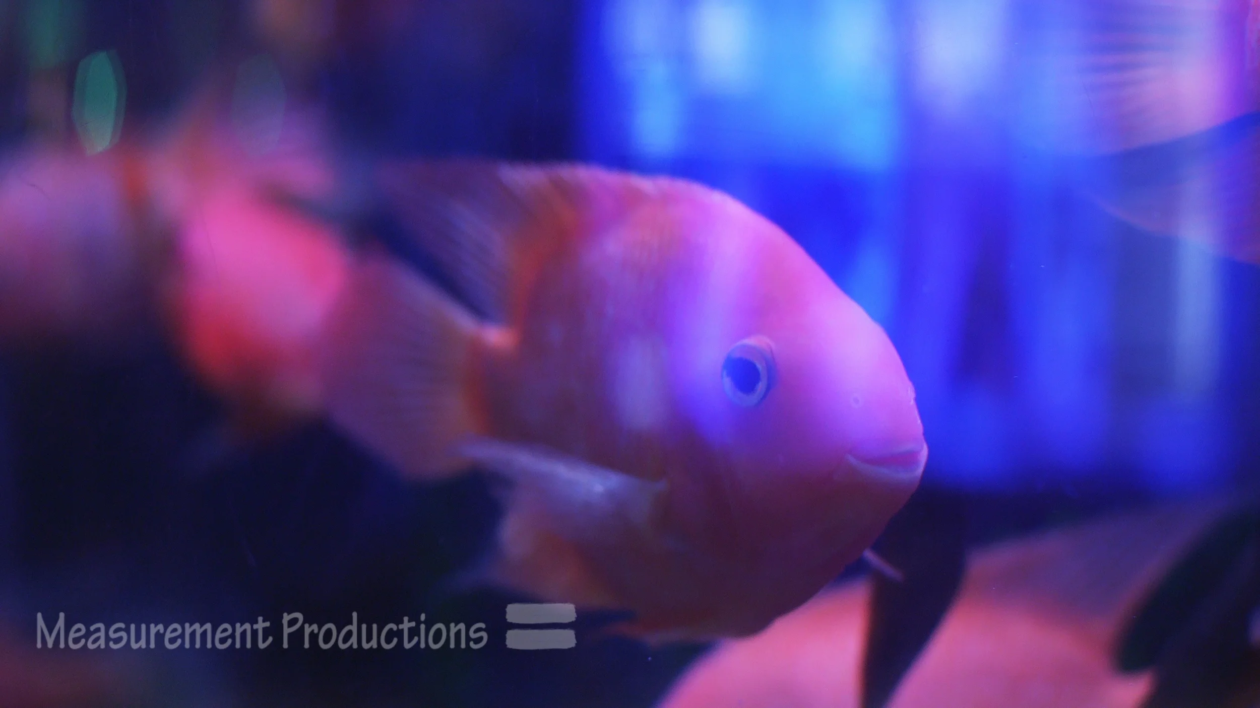 Fish.jpg