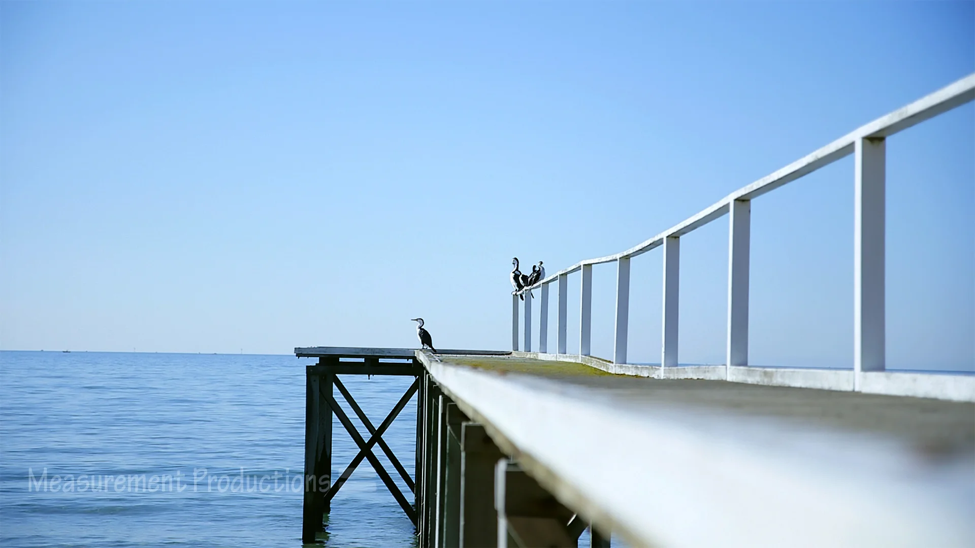 birds on pier.jpg