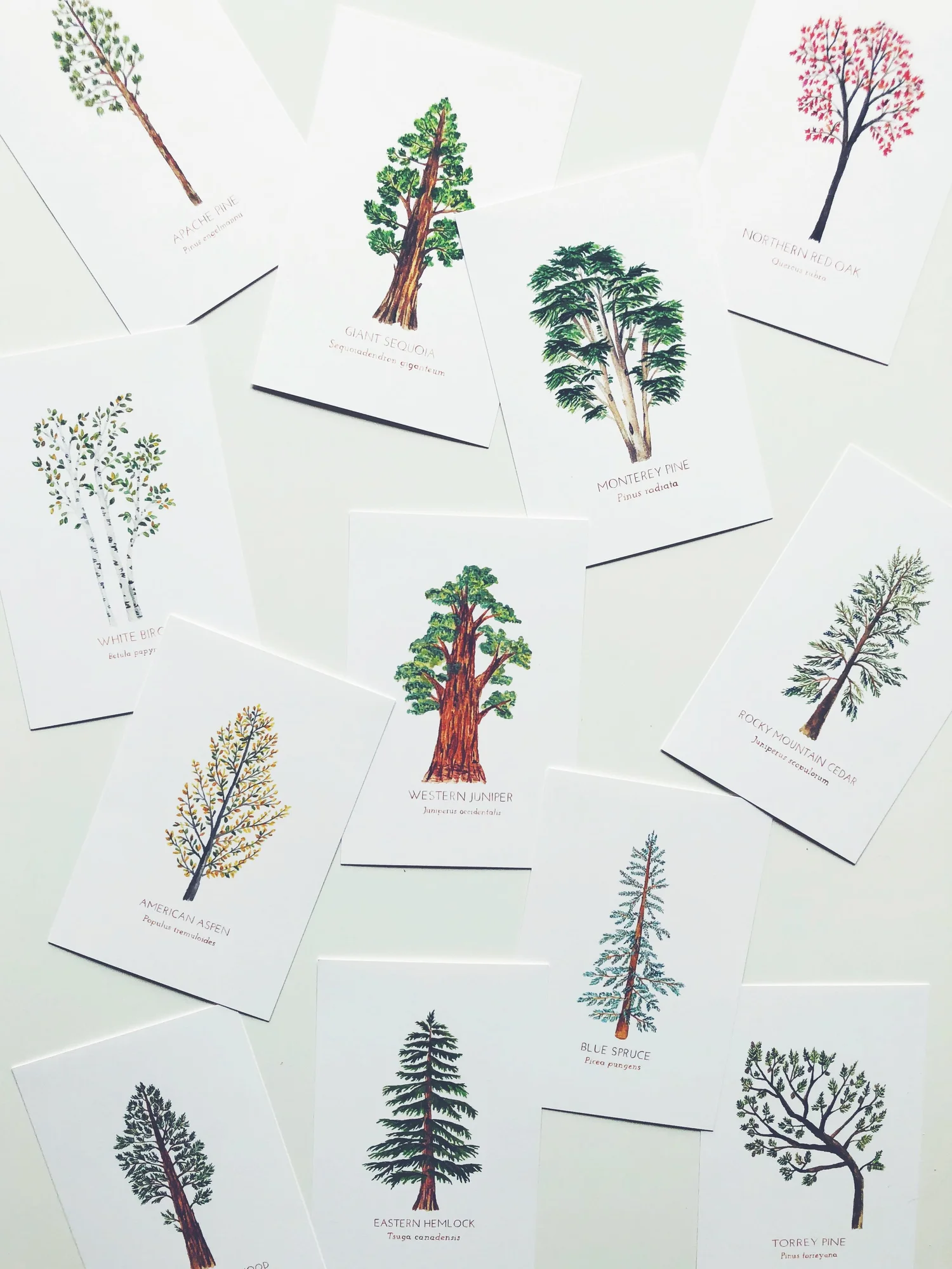 North American Trees Post Card Set — Erin Vaughan | Illustration