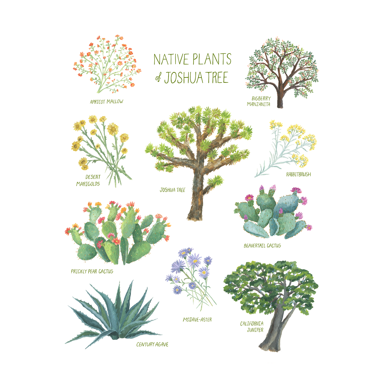 NativePlantsofj-tree-Website.png