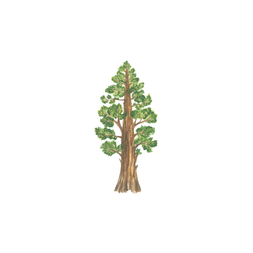 Large Shkedia Tree Stickers 1.3 - 1 Sheet