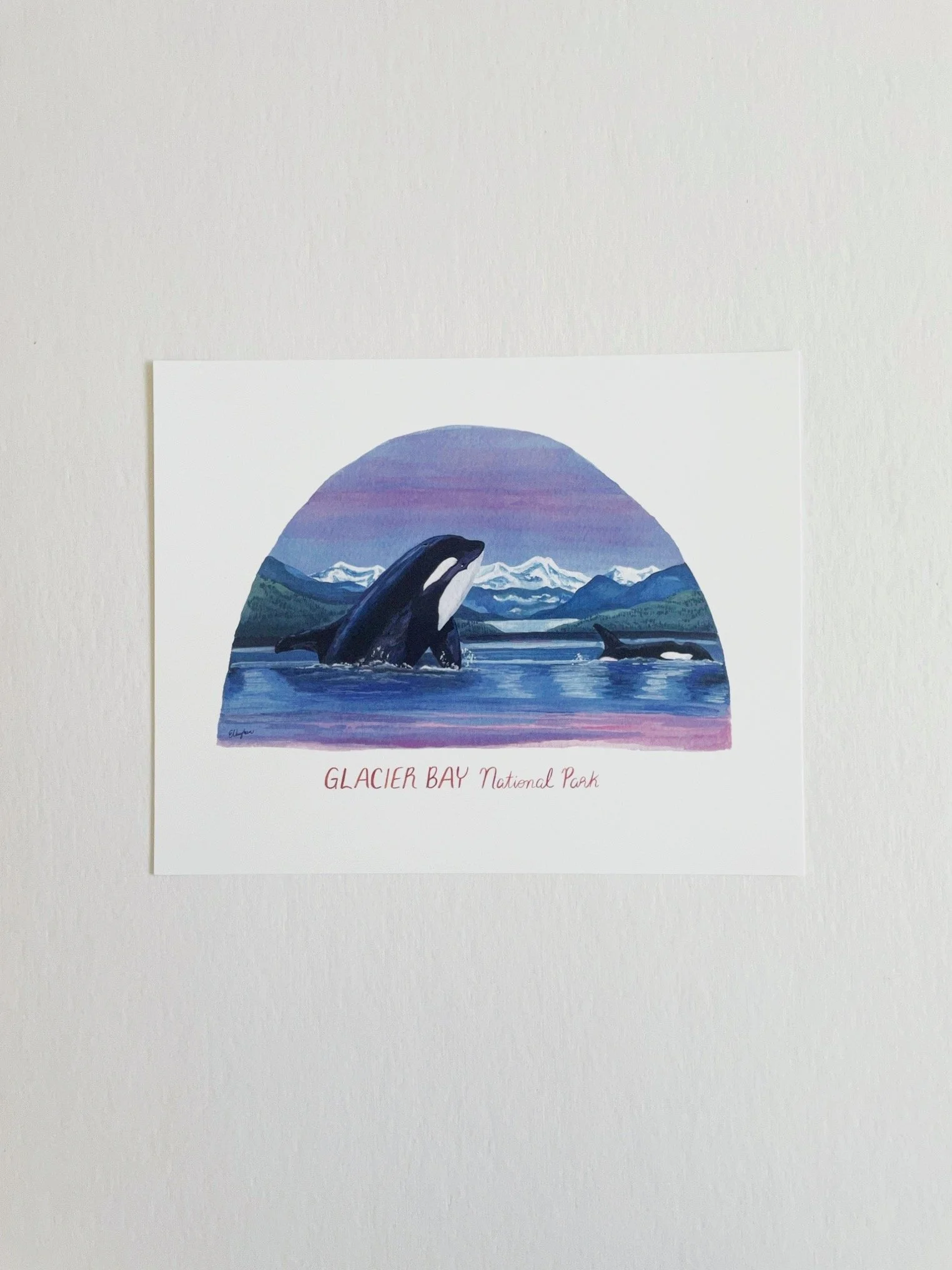 Glacier Bay National Park | Orca Whale