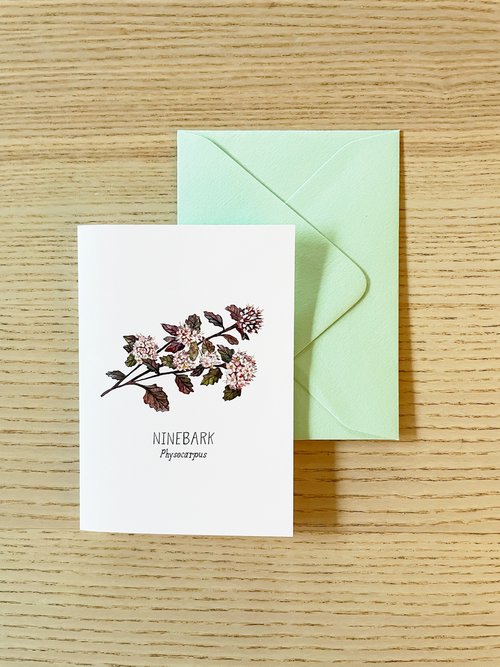 North American Plants (Pack of 4 Mini Greeting Cards) — Erin Vaughan |  Illustration
