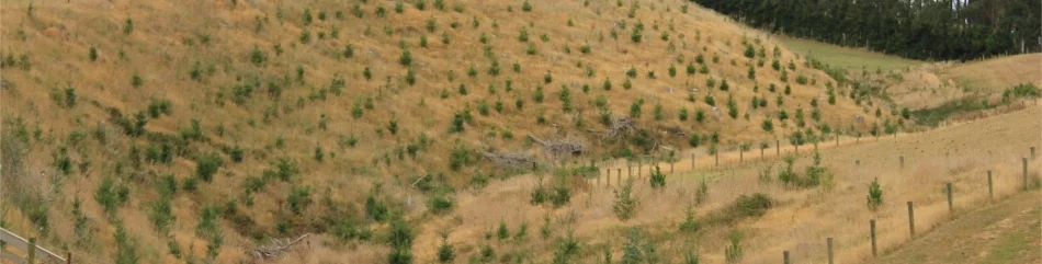 Forest Esteblishment_Planted-Gully.JPG