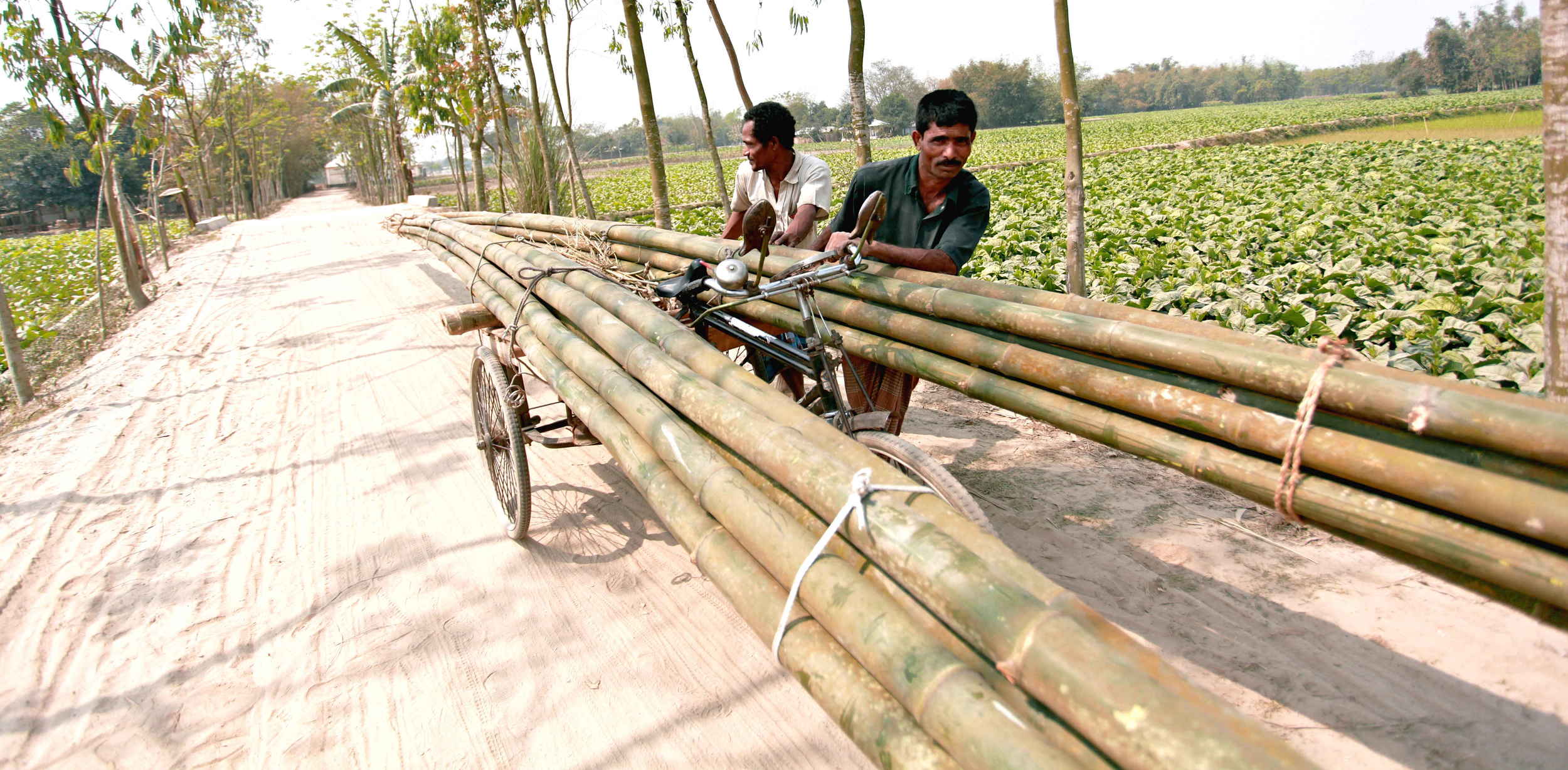 Bamboo is transported to the factory by rickshaw 