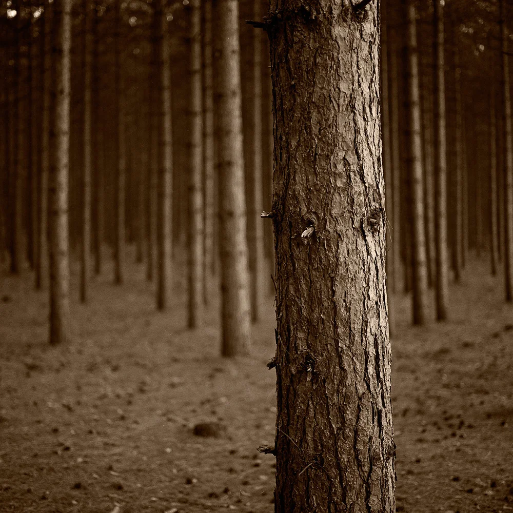 Van Road Trees, MI Gum over Platinum/Print