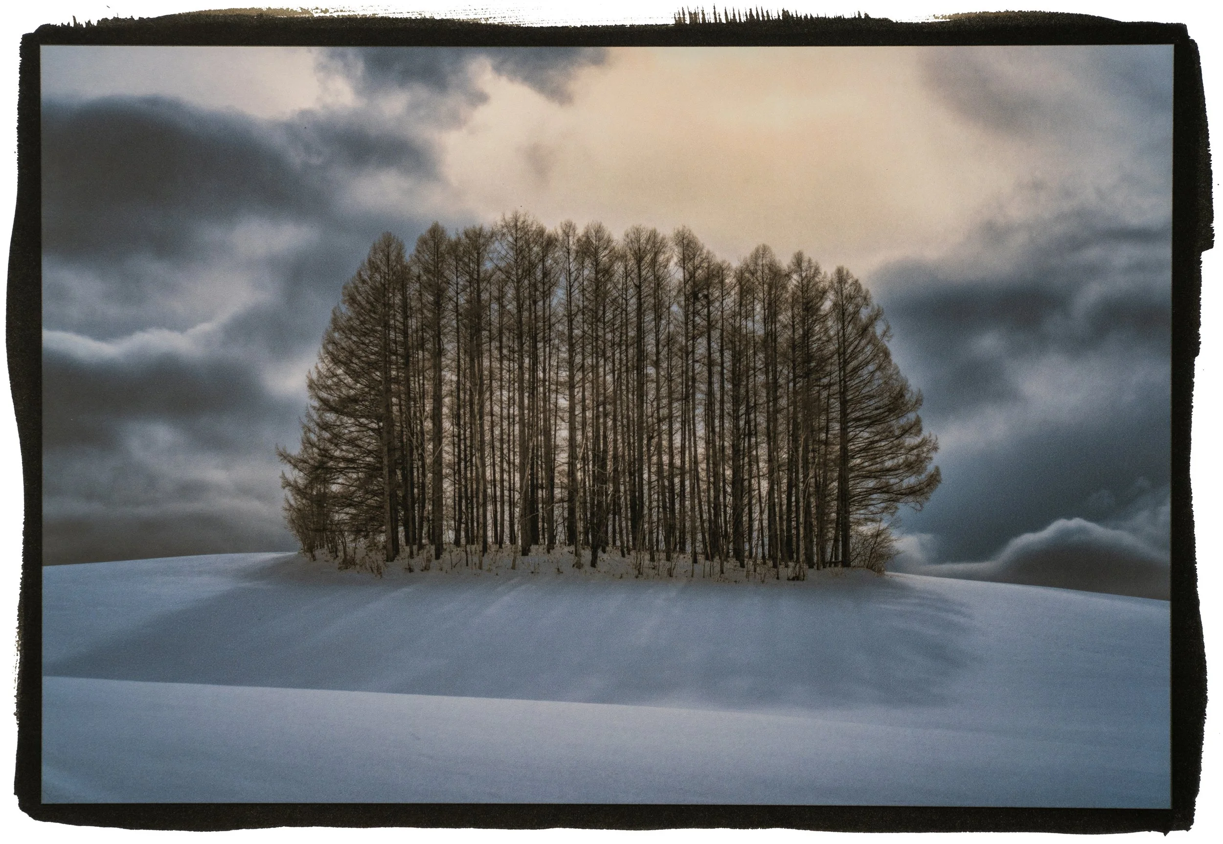 01 - Backlit Trees, Hokkaido, Japan.jpg