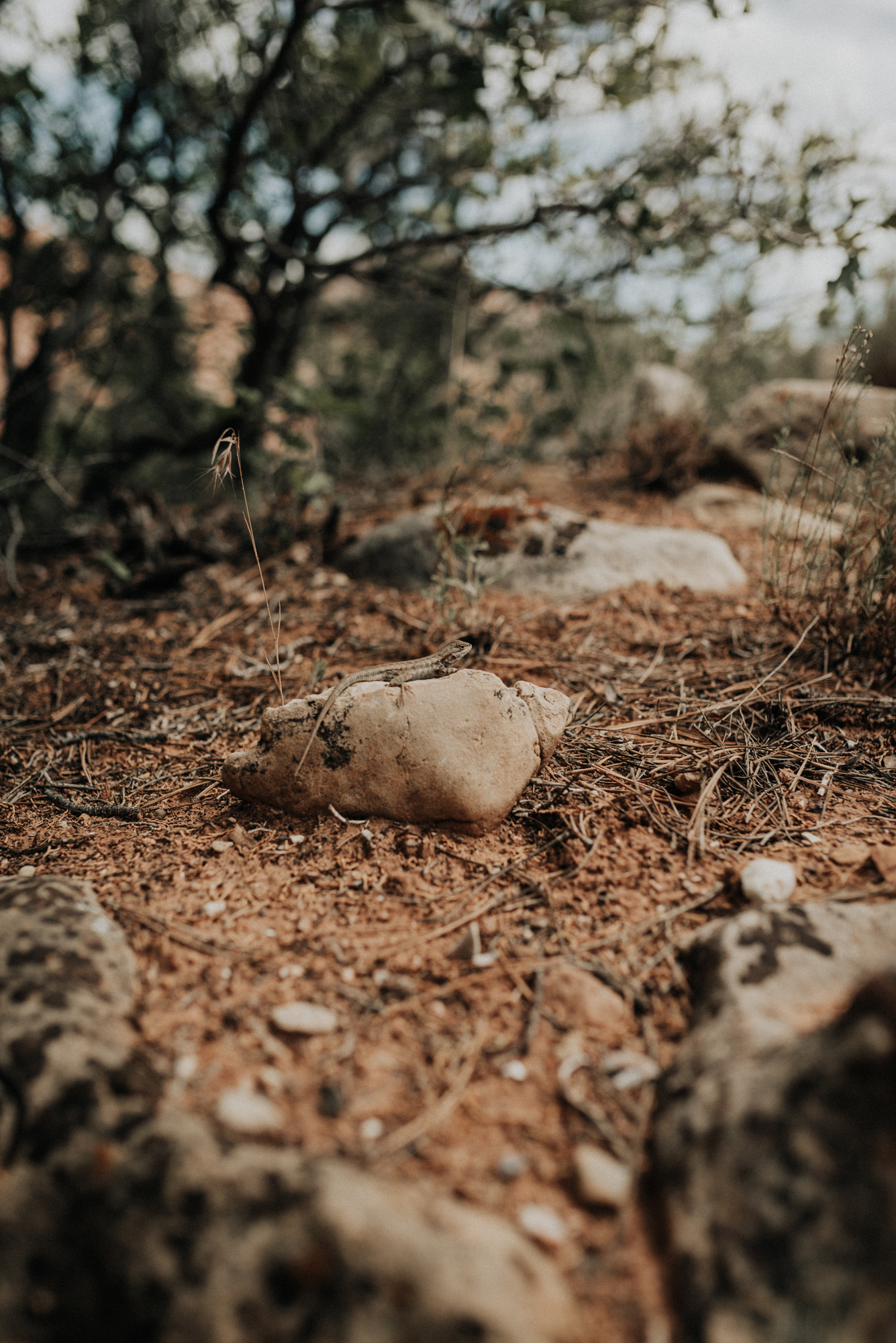 Zion national park kylewillisphoto demurela