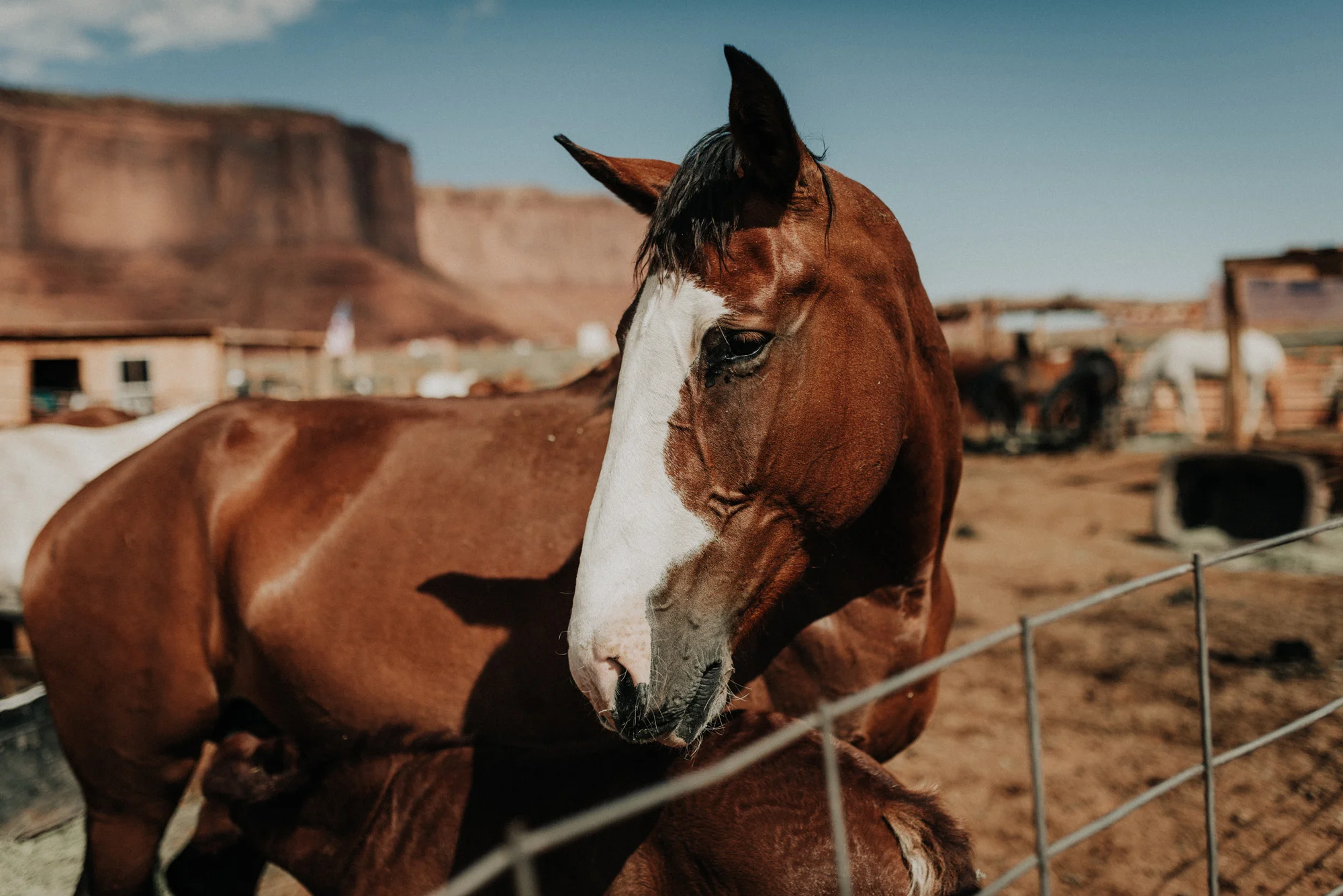 monument valley utah ut kylewillisphoto demurela horses