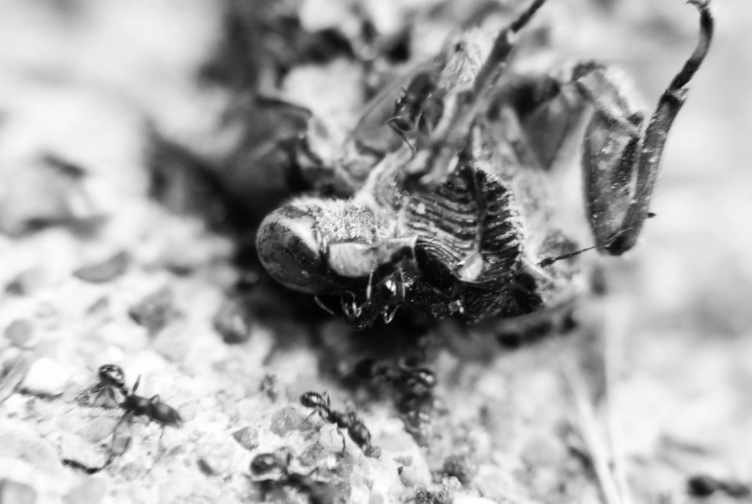cicada2.jpg