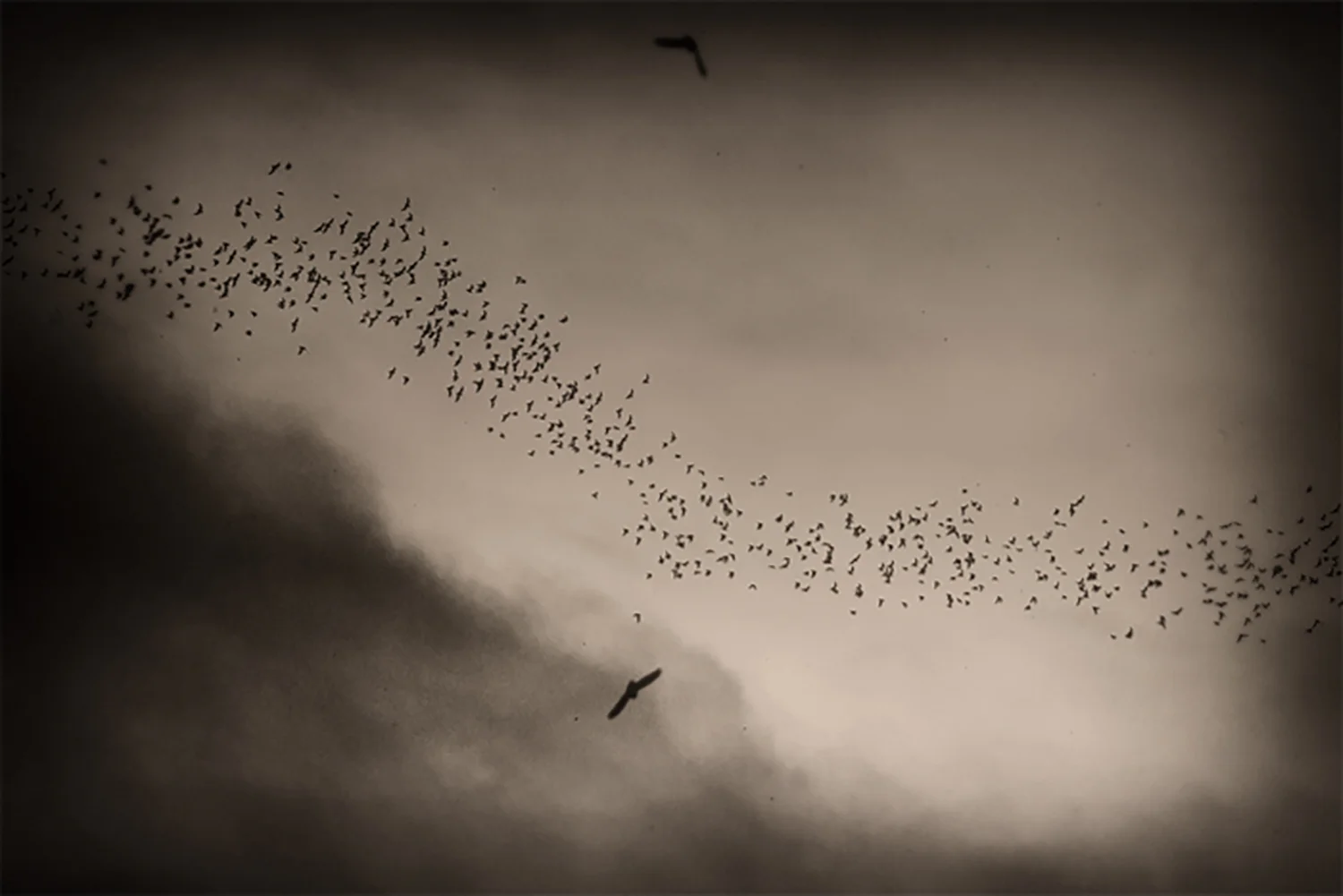 20120218_BOR_SUK_367BWssweb.jpg