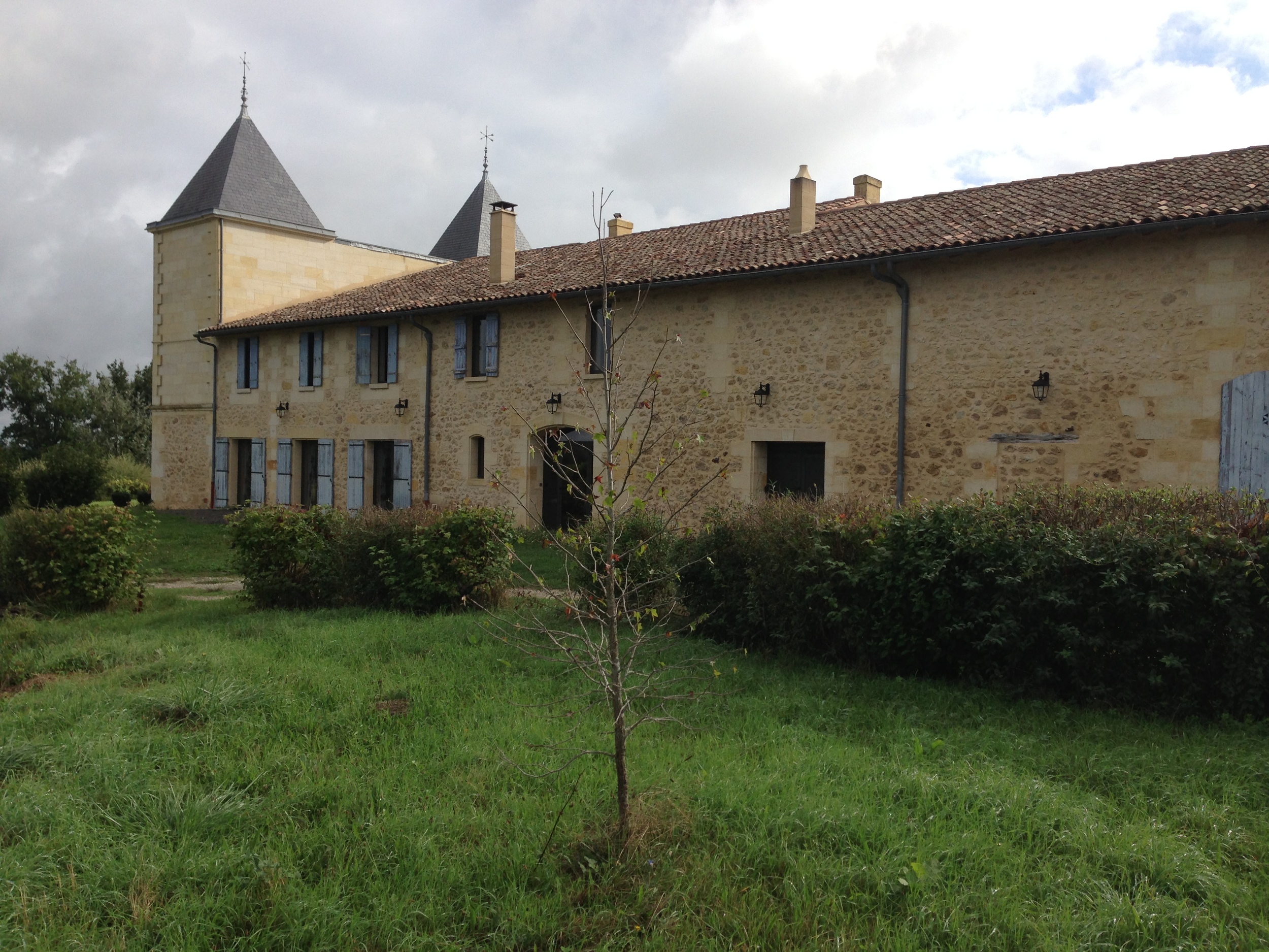 A liquidamber tree planted at Chateau Gastineau, Bordeaux. The home of Ann's lifelong friend, Martine Gougam.