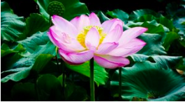 Screen Shot 2018-09-26 at 9.35.27 AM.png