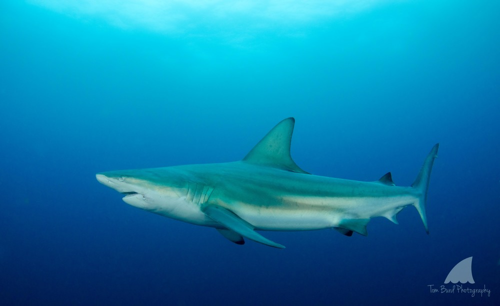 A large blacktip shark coming in close to check out us aliens.