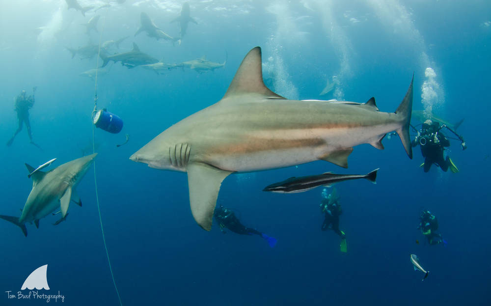 A "behind the lens" view of a baited shark dive on Aliwal Shoal, South Africa.