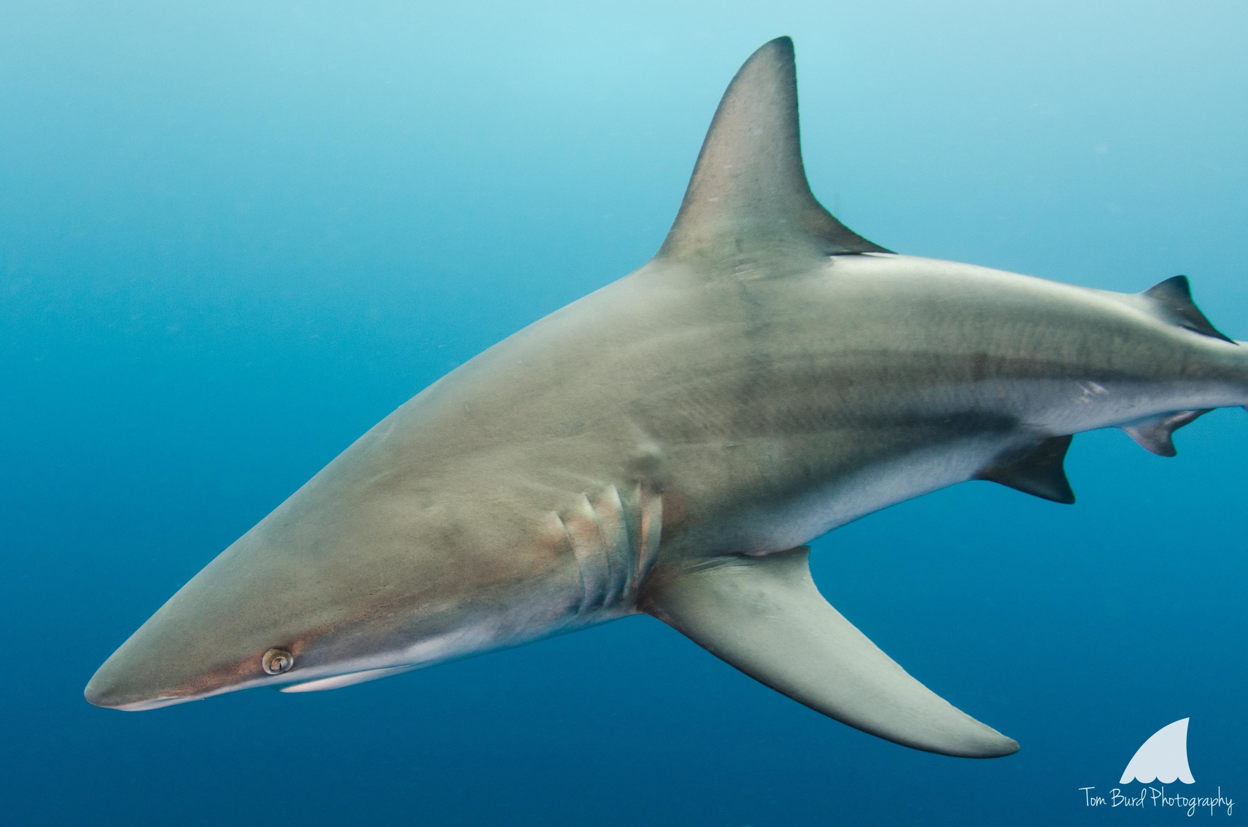 Close encounters like this are a real thrill for divers, allowing you to see the sharks true beauty.