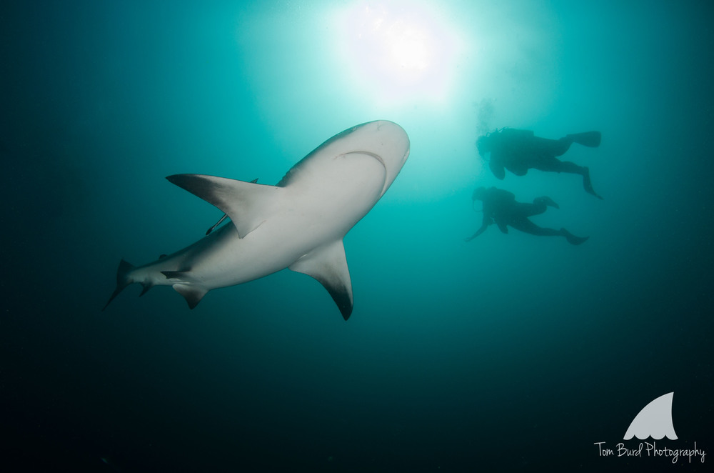 The bull shark:&nbsp;feared by many. I found them to be the most placid of all.
