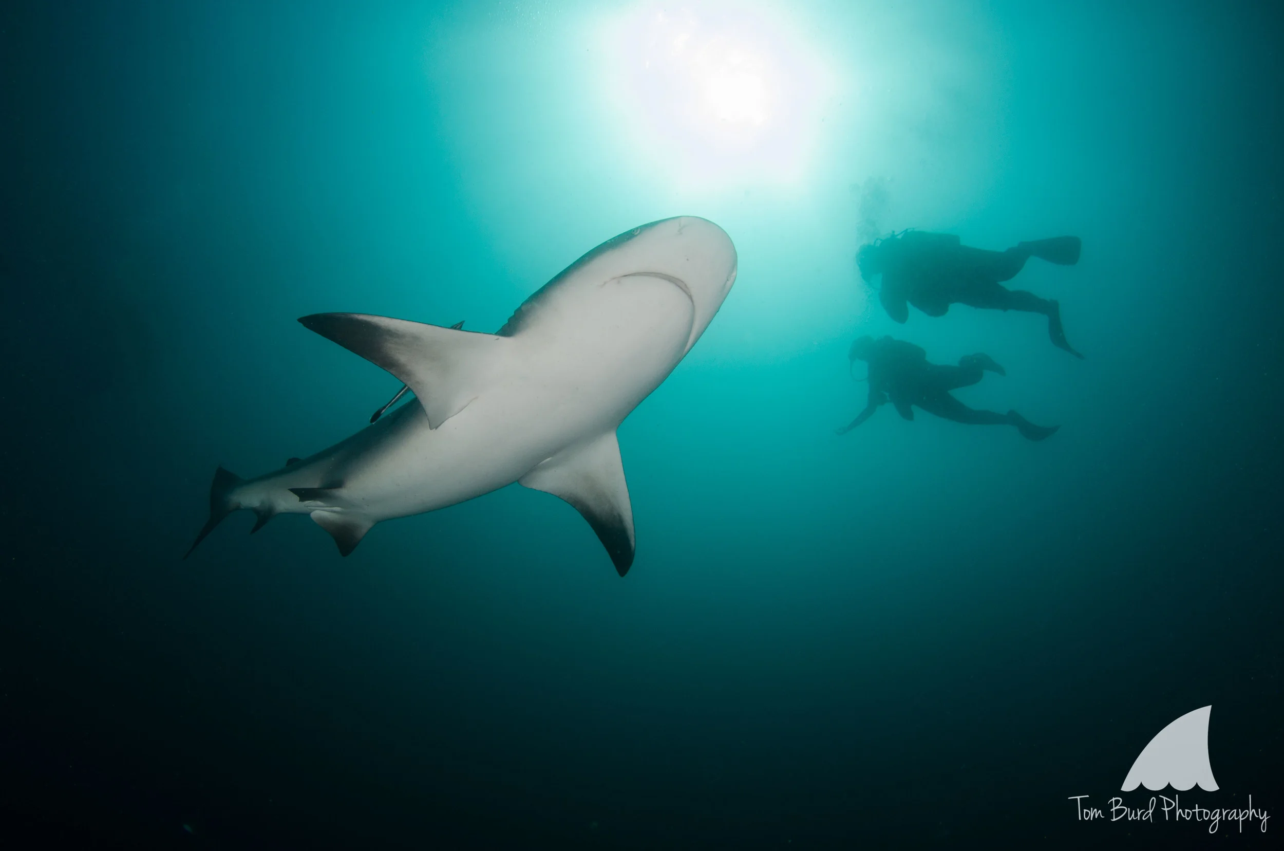 The bull shark: feared by many. I found them to be the most placid of all.