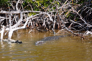 Crocodile - not alligator like the name says and the Spaniards falsely assumed .. it's not a river either.