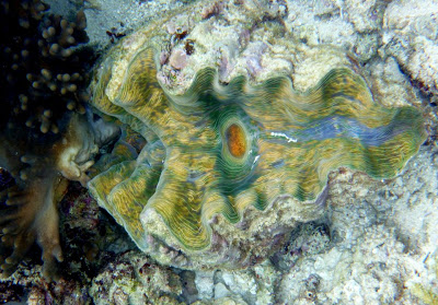 A massive clam, at least 0.5m in diameter