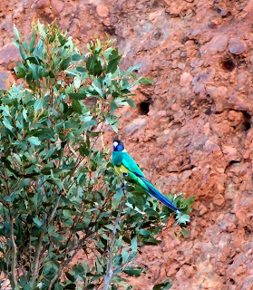 Arid land - but some very colorful brids there!